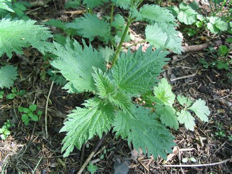 Jaggy nettle - Nettles for Allergies & Hay Fever. Stinging nettles block histamine production. The same study also showed nettles modulate the release of pro-inflammatory cytokines and prostaglandins. They also block proinflammatory COX-1 and COX-2 production . The ancient Greeks knew nettles relieved symptoms of …